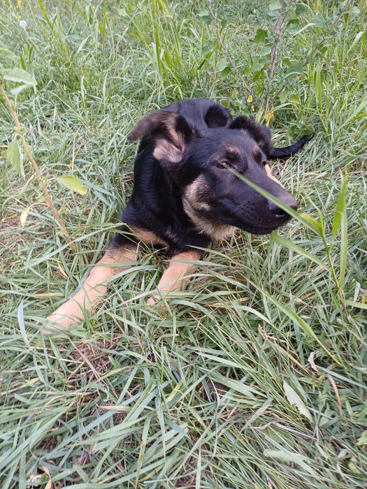 Цуценята німецької вівчарки