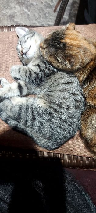 Срочно! Котик шукає домівку де їїбудуть любити та оберігати