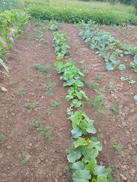 Квашені огірки та помідори.