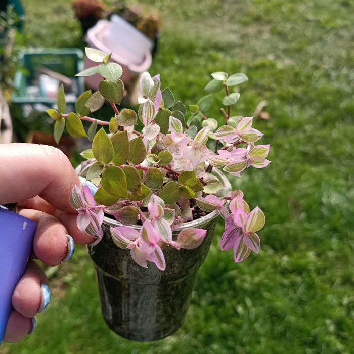 callisia gold, pink lady, turtle kubeczek