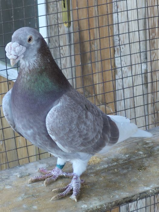 Gołebie  Staropolskie