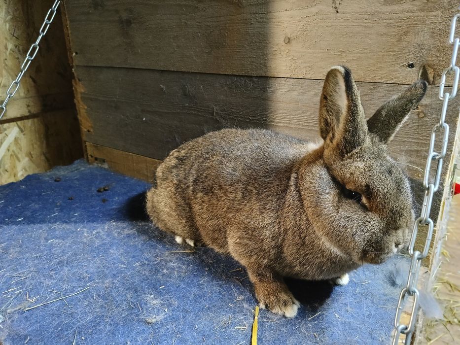 Króliki wiedeński szary