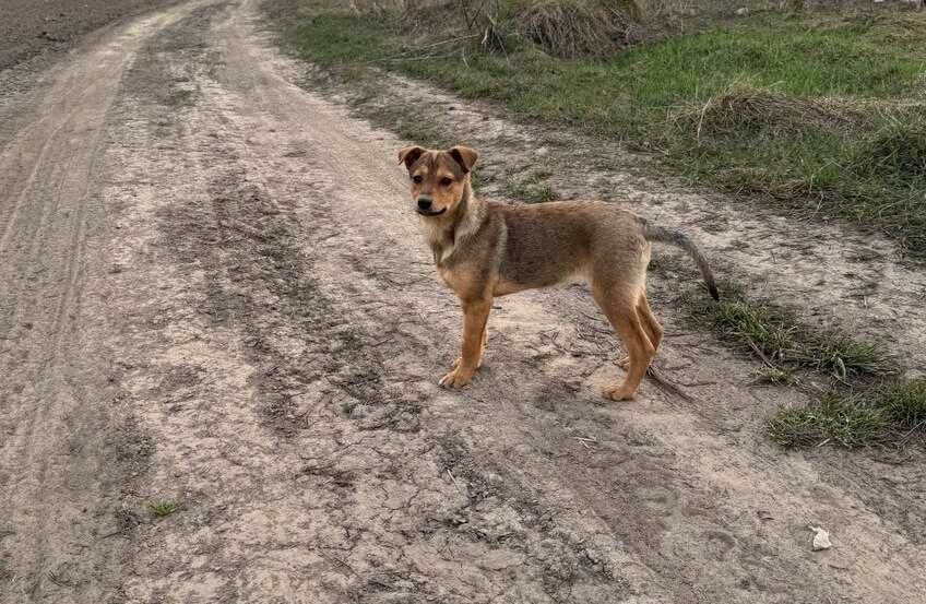 Найда шукає сім'ю