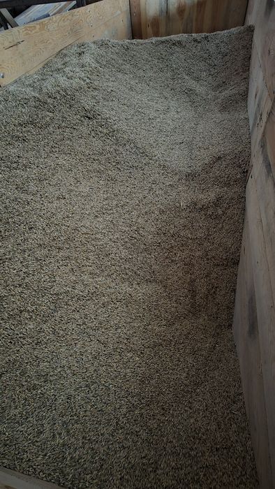 Pszenica  jęczmień owies