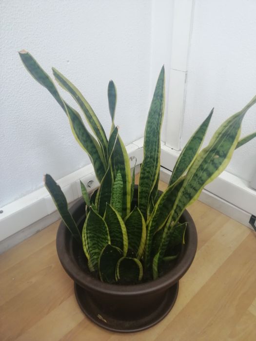 Espada de Santa Bárbara / Ogum / Iansã / desumidificador natural