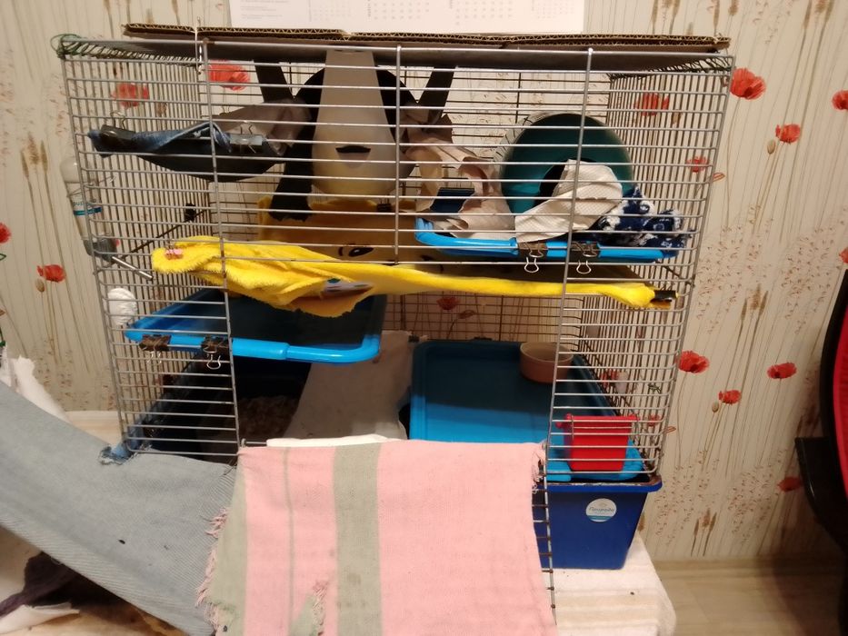 Щепа бука-найкращий наповнювач для щурів, пацючків, дегу,рептилій- 5кг