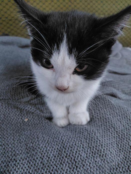 Котику потрібен дім