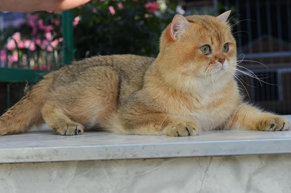 Золота шиншила ! Котики!