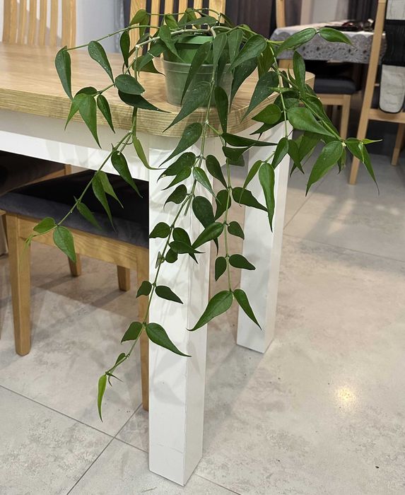 Hoya Polyneura Vietnam ze zdjęcia, piękna, duża, OKAZ