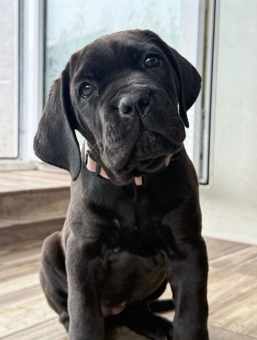 Sunia Cane Corso Italiano ZKwP/FCI