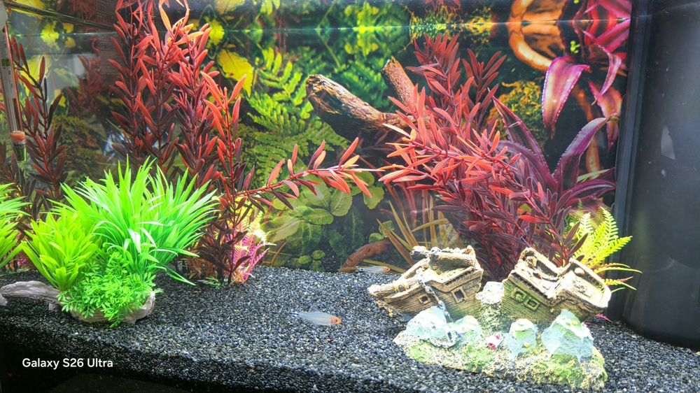 Aquario Aquatlantis