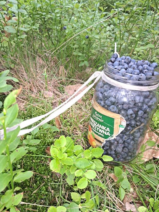 Sprzedam jagody swiezo zbierane