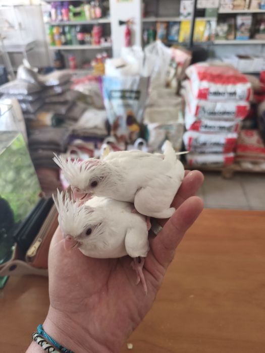 Caturras bebés...