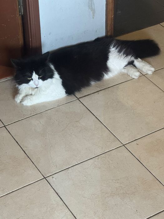 Dou gato traçado de persa