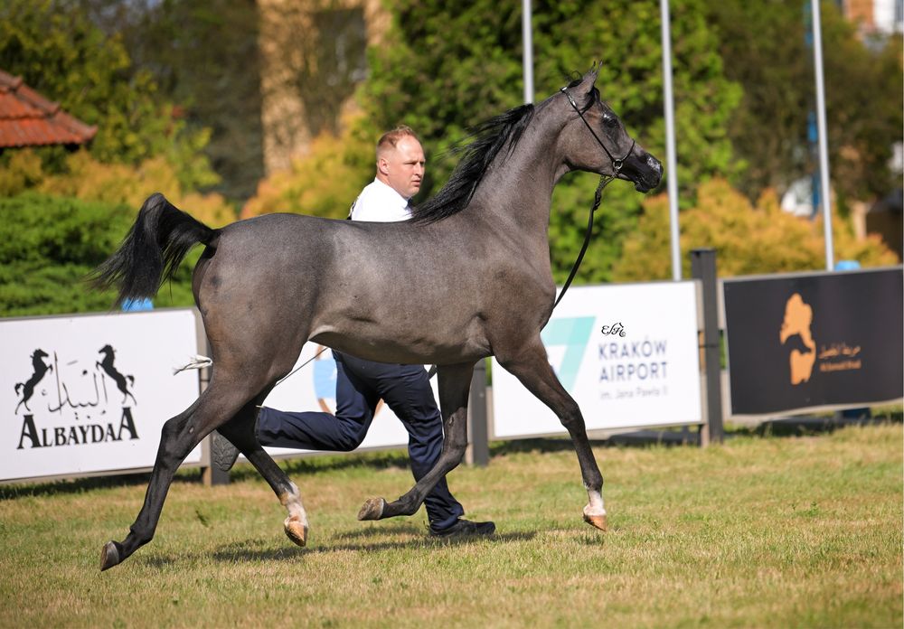 Klacz arabska po championatach polski