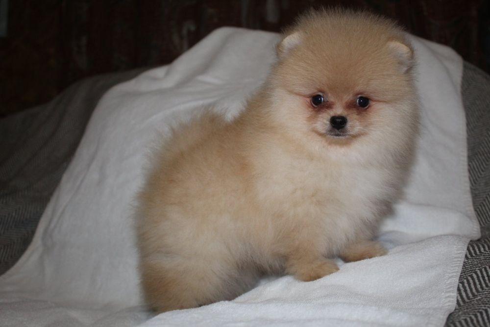 Хлопчик померанський шпіц