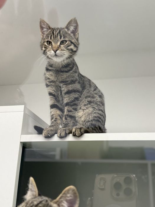 Кошенята в пошуках сім'ї