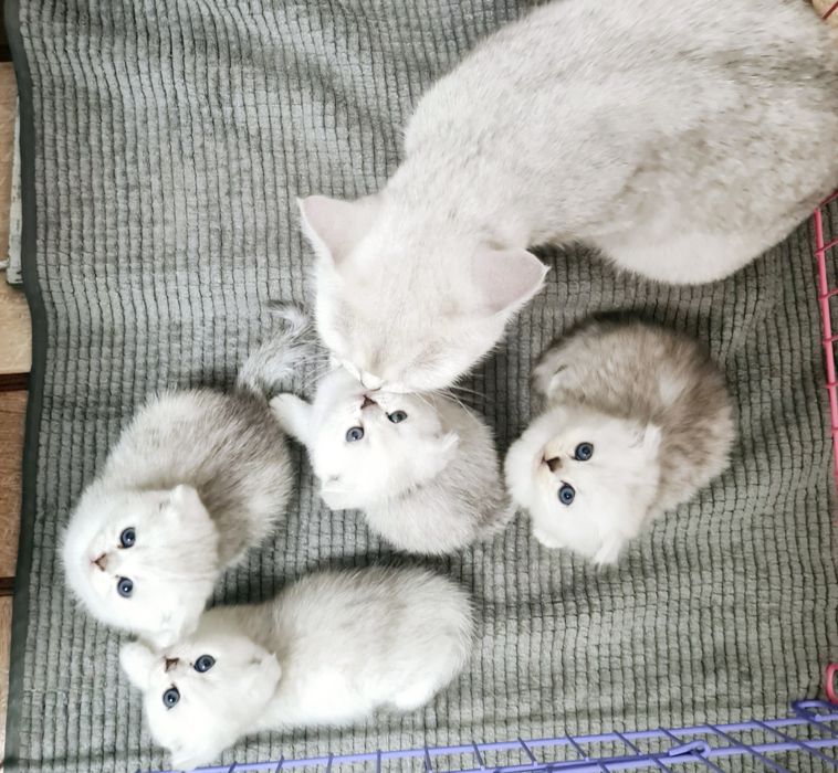 Шотландские котята серебристая шиншилла срібна шиншила кошенята