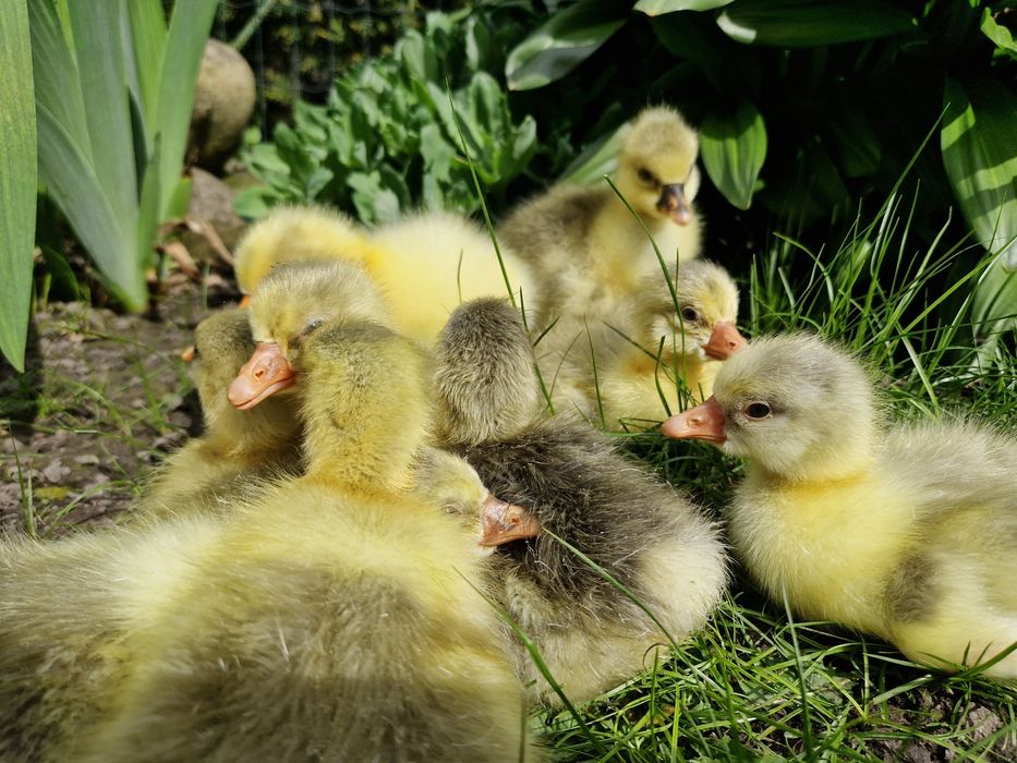 Гусенята. Німецької породи. Холмогори.