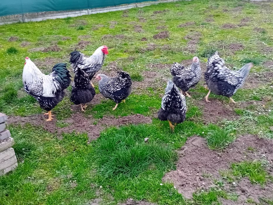 Jaja lęgowe Wayendotte srebnołuskowana