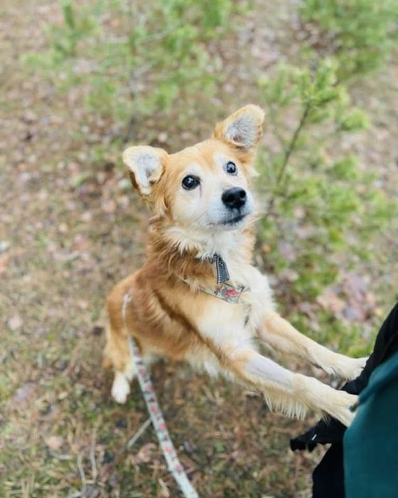 Biedny Precel szuka swojego domu