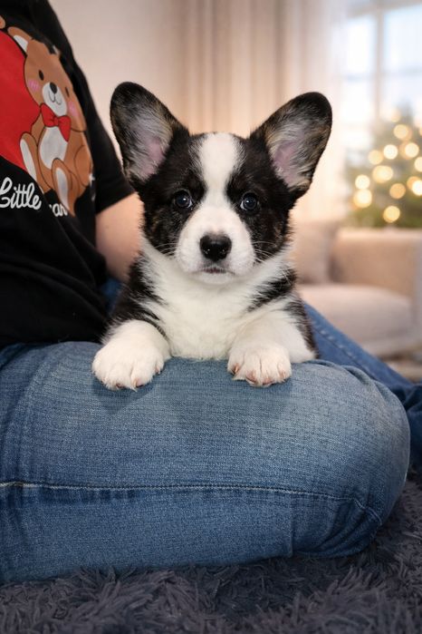 Вельш коргі кардіган, цуценята.