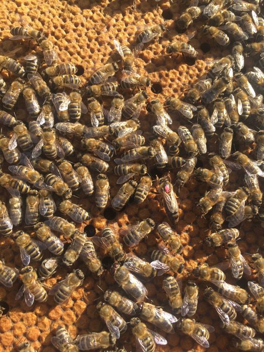 Матки Карпатка, матки, пчеломатки, бджоломатки, Карпатка,