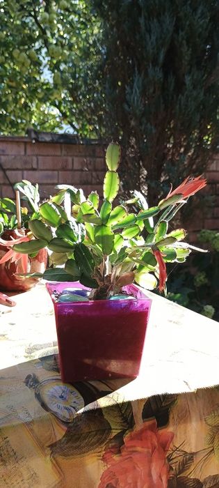 Різдво*яник оранжевий,помаранчевий свіжозріз