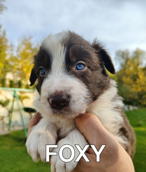 Border collie szczenię
