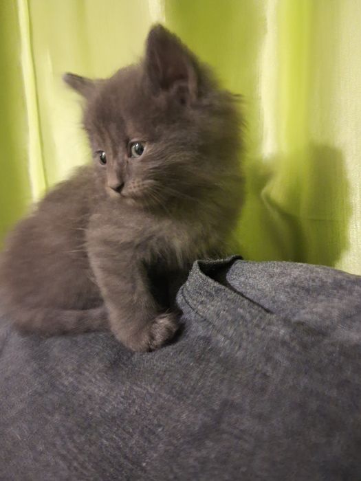 Віддам кошеня кицю