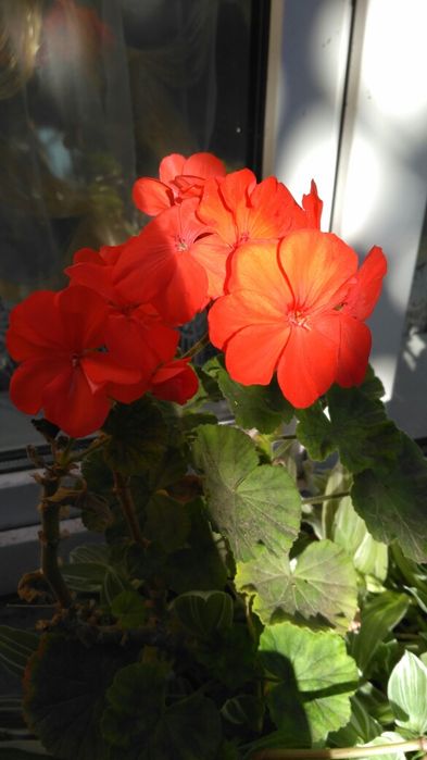 Пеларгонія багато сортів