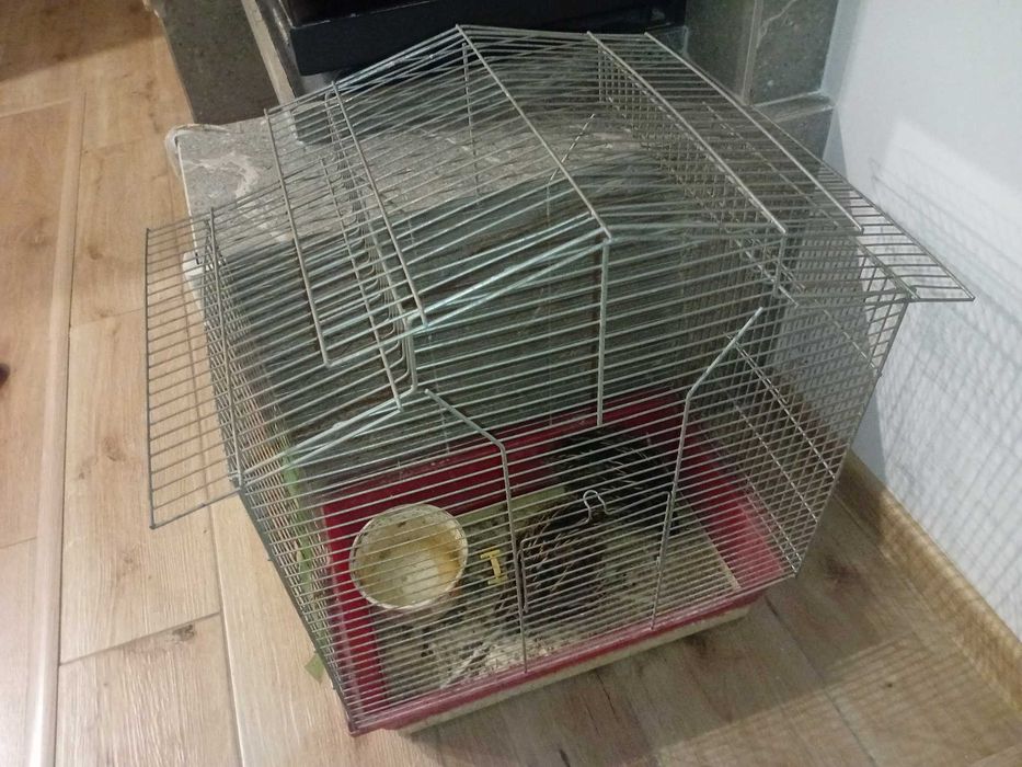 Klatka z parą przepiórek, niosą jajka, Wieluń