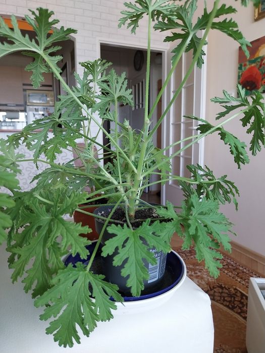 lecznicze geranium.Wloska b.ciepla kurtka dwustronna