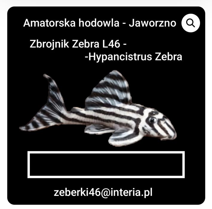 Zbrojnik zebra (Hypancistrus zebra)- L46  od 3 do 3.5cm.