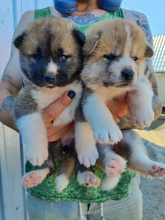 Все про акіту! Продам