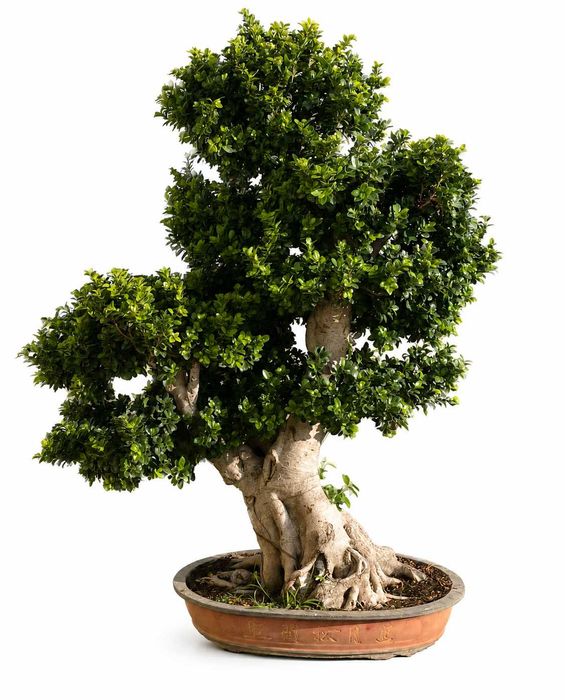 Bonsai Gigante Premium verdadeiro