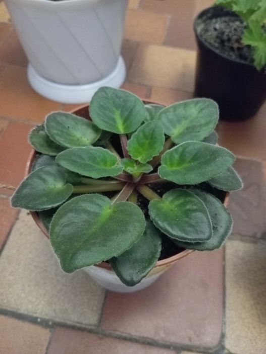 Цветы комнатные  недорого