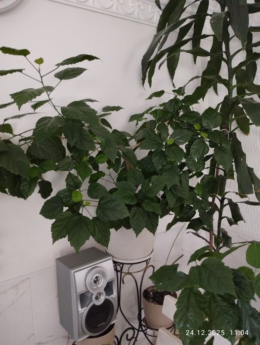 Китайськие  рози.Гибискус.