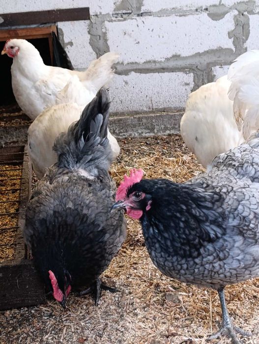 Інкубаційні яйця Джерсійського гіганта.