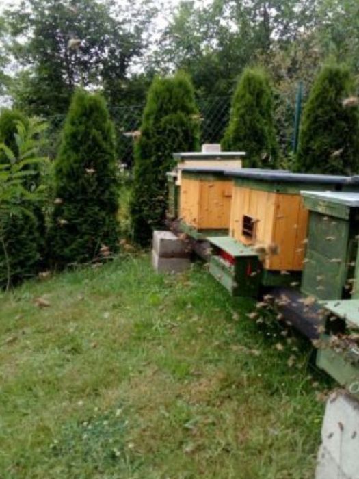 Odkłady Pszczele-rodziny od maja 2026r