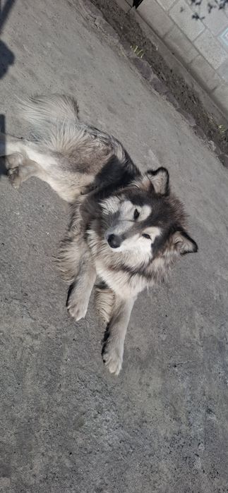 Віддам гарнюніх цуценят