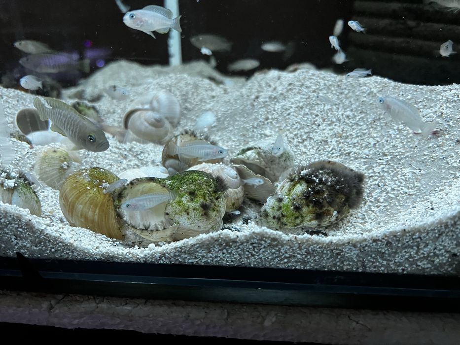 Muszlowiec wielopregi mlode i dorosle