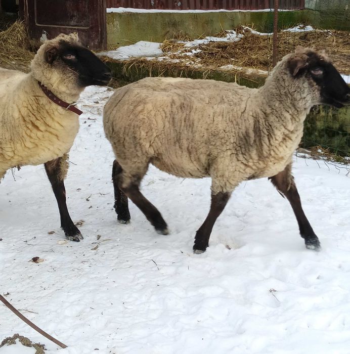 Owca czarnogłówka kotna