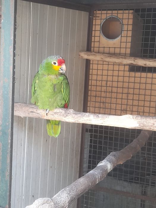 Vendo macho adulto