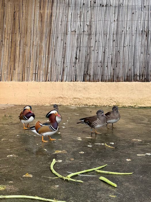 pato mandarim macho