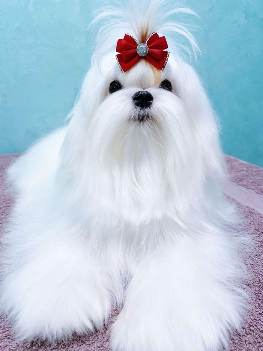 Файна дівчинка міні мальтезе