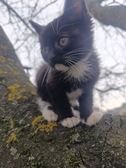 Кошенята шукають сім'ю