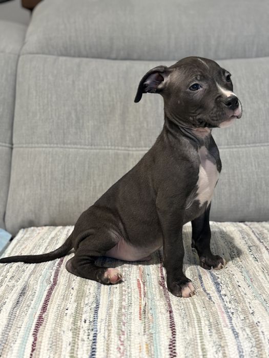 Amstaff piesek czarny