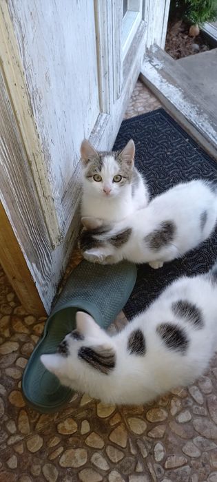 Oddam, Kotka za darmo, przytulasek.