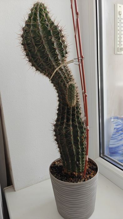 Ферока́ктус прямоколючковый (Ferocactus)